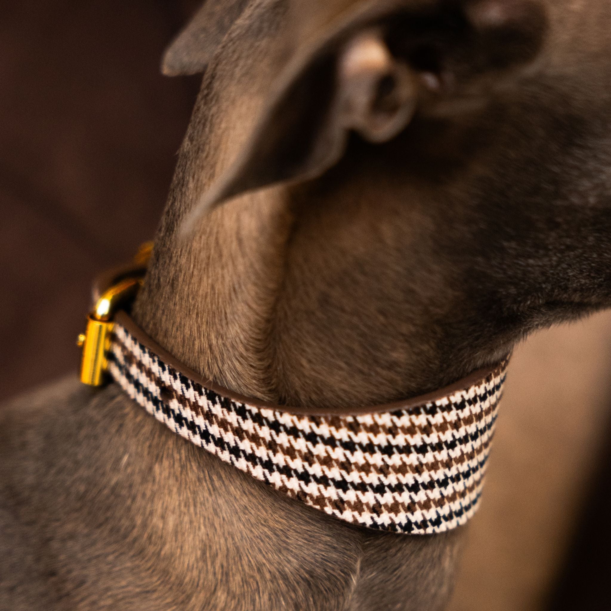 houndstooth-dog-collar-xs-wide-iggy-closeup.jpg