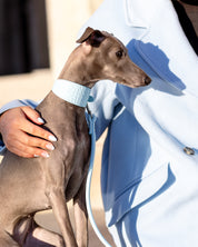 Laisse pour chien bleu ciel pour chiot