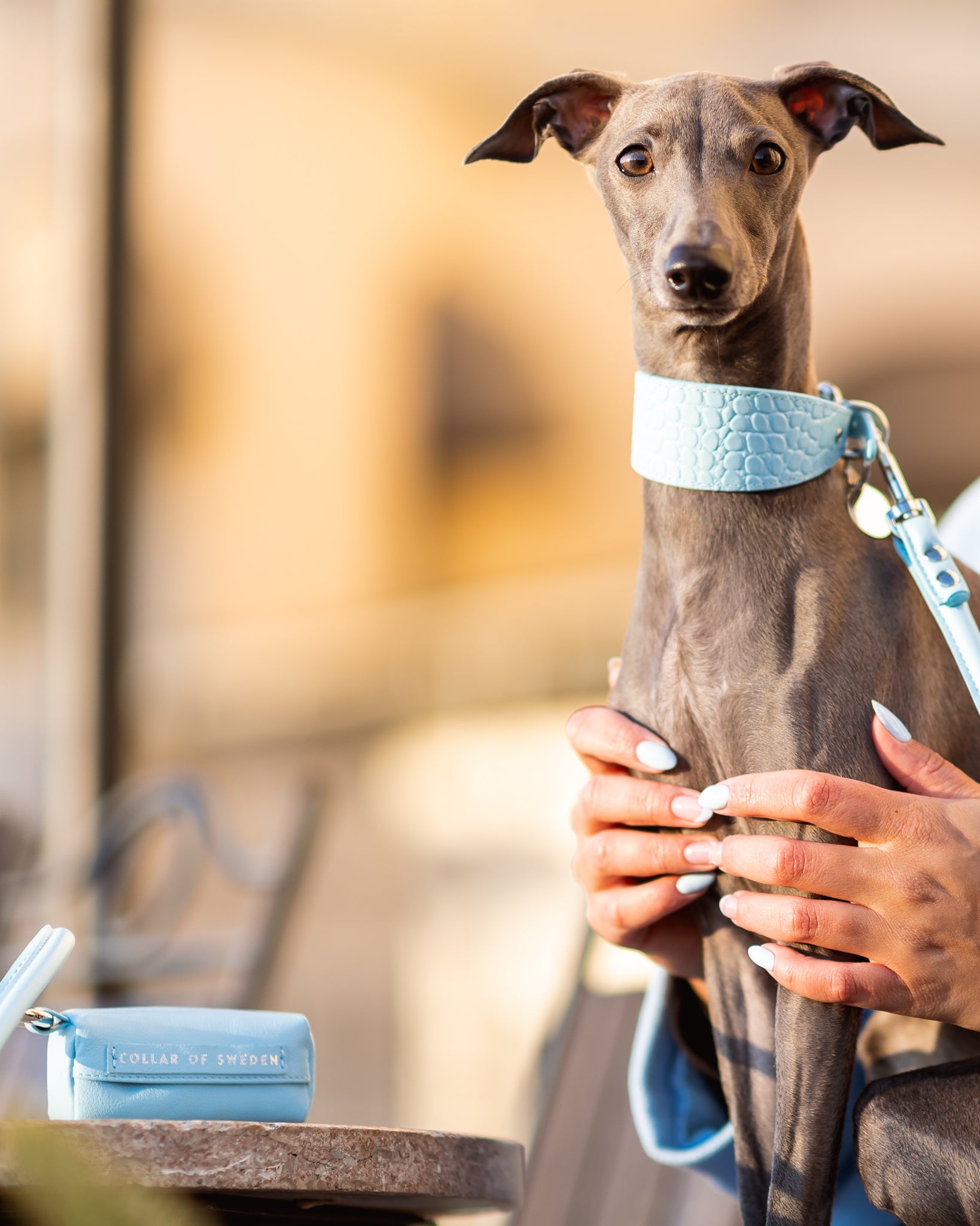 Porte-sac à crottes bleu clair pour chiens
