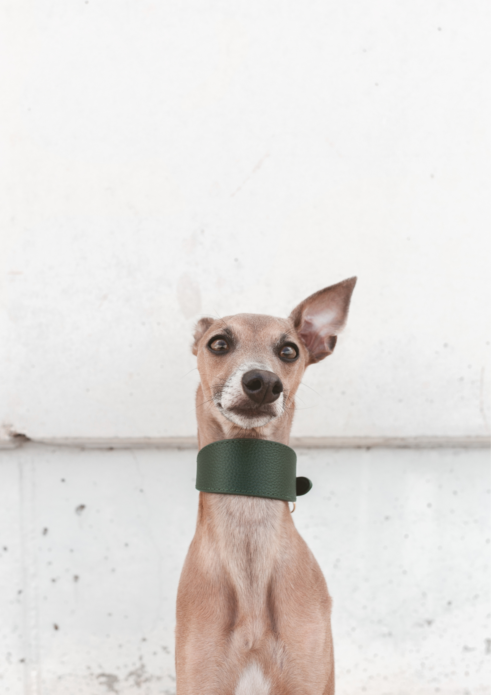 Collier de chien large vert foncé
