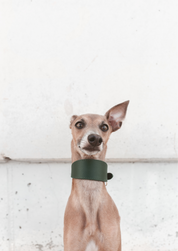 Collier de chien large vert foncé