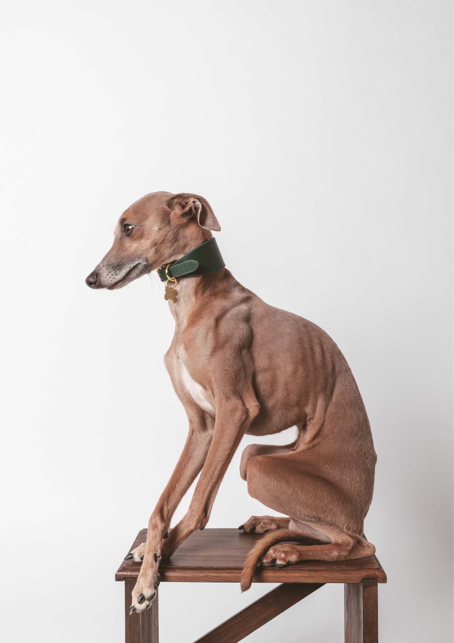 Collier de chien large vert foncé