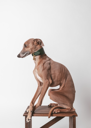 Collier de chien large vert foncé
