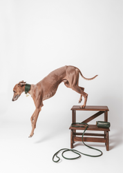 Laisse pour chien vert foncé