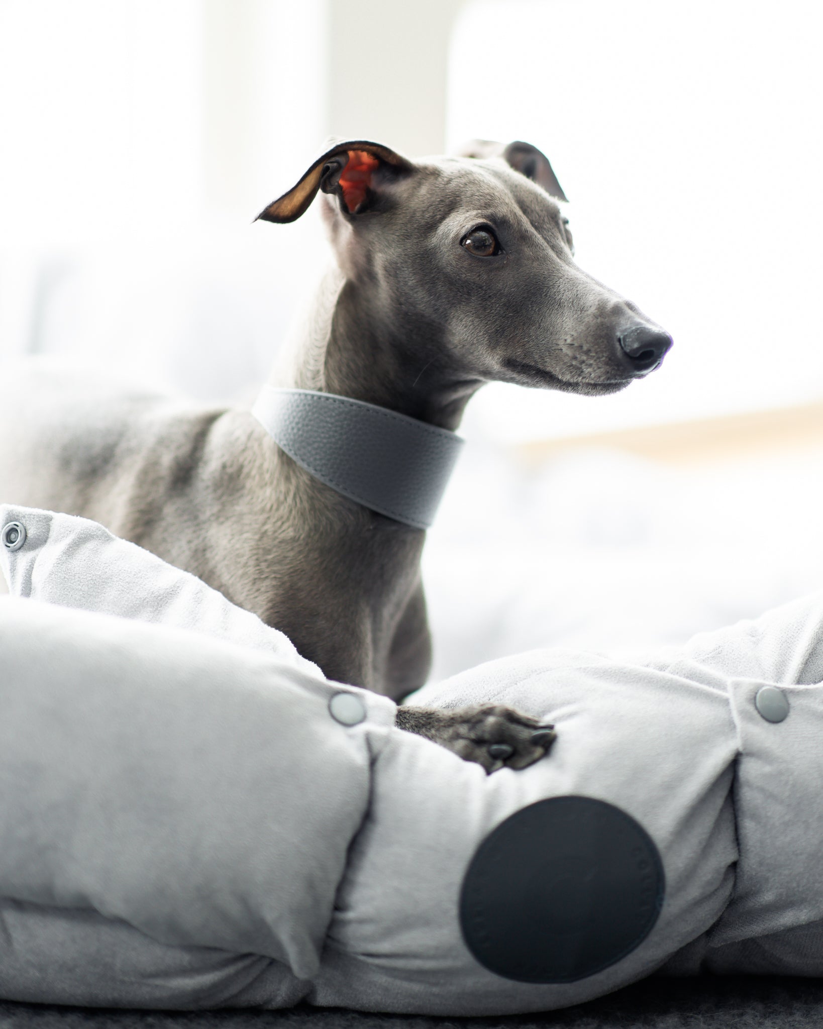 Collier de chien large gris foncé