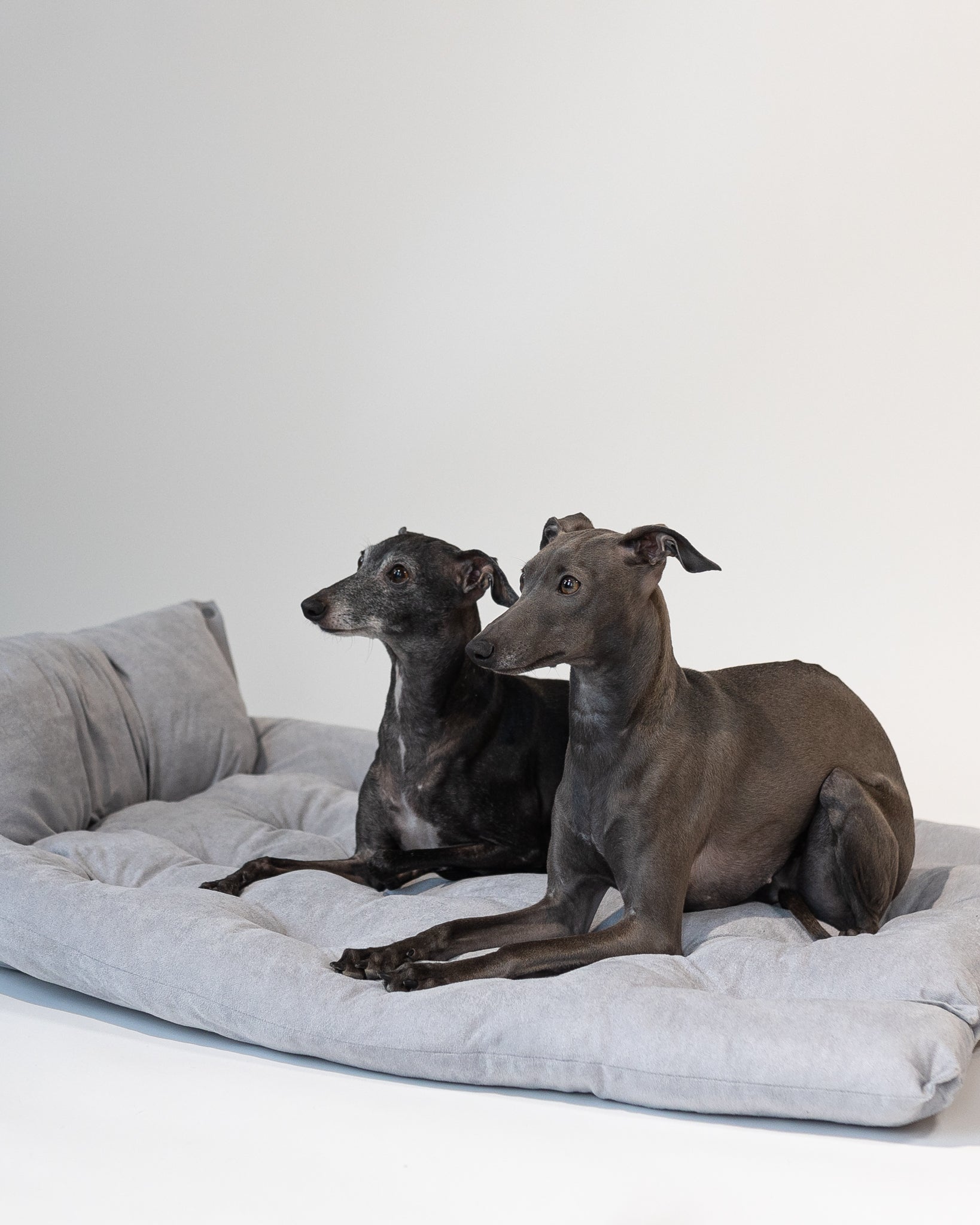 Lit pour chien gris 3 en 0