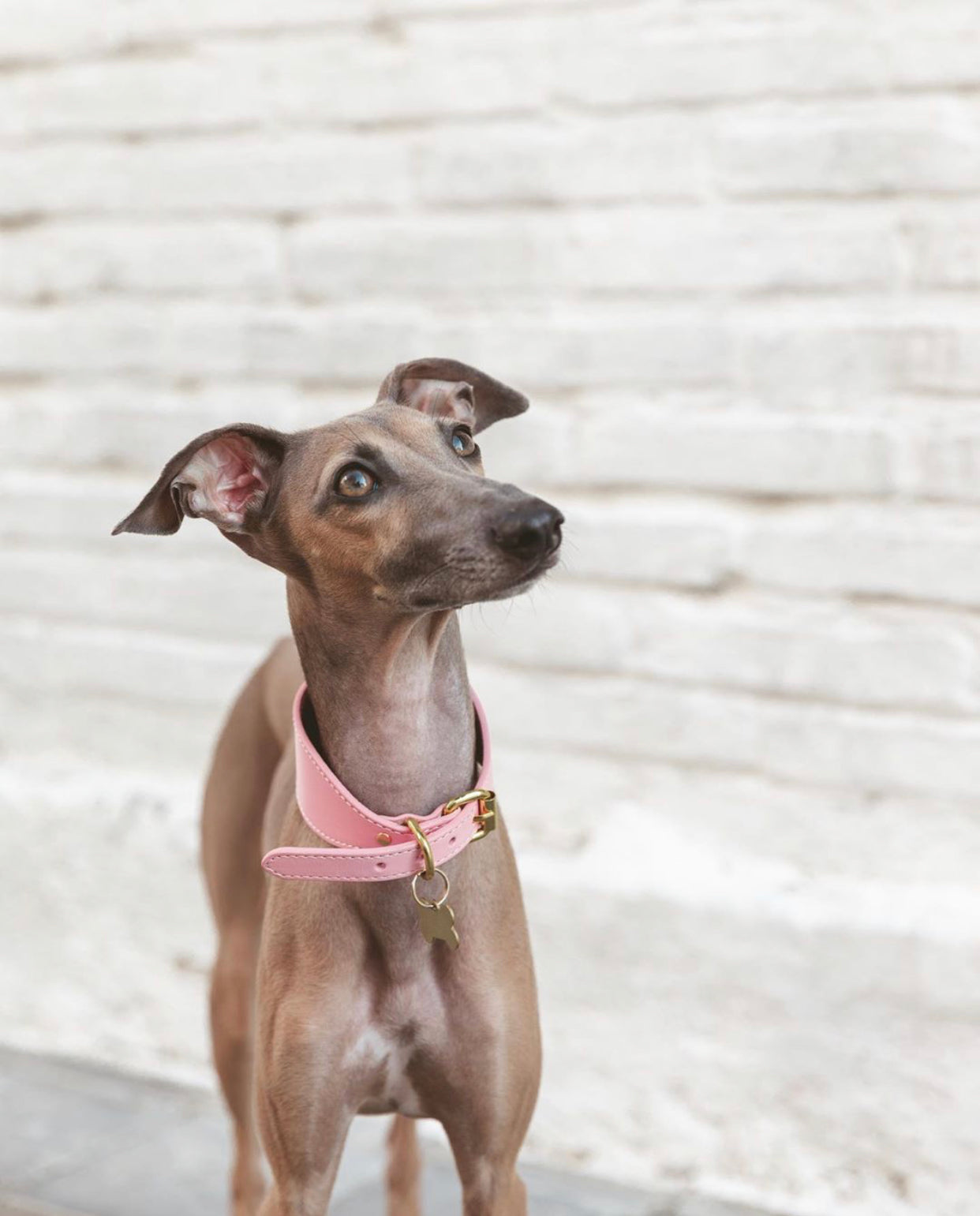 Collier de chien rose large 