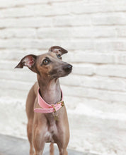 Collier de chien rose large 