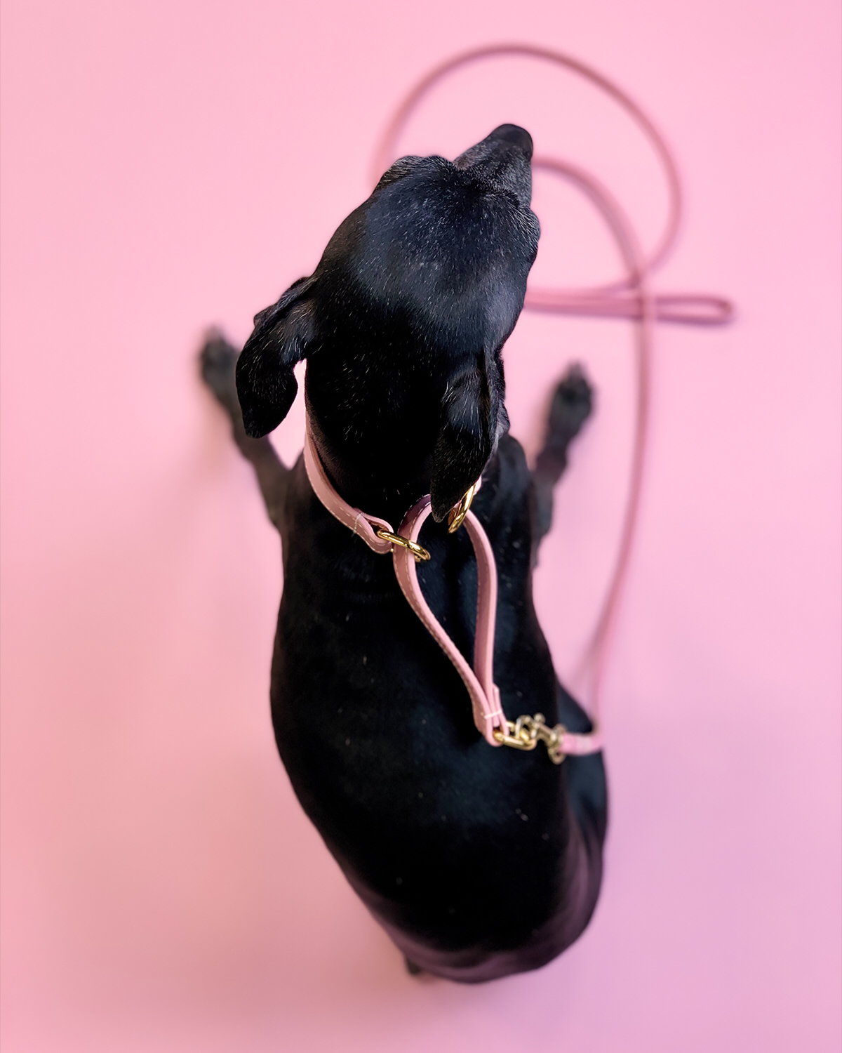 Rose Collier Martingale Large pour Chien