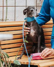 Laisse pour chien en bleu néon