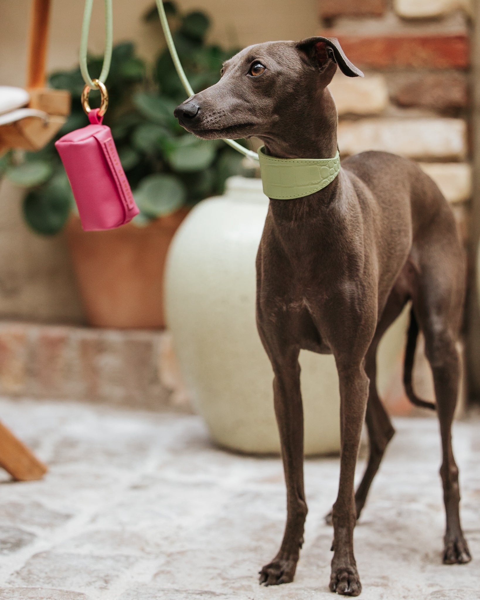 Collier de chien large en croco vert pastel