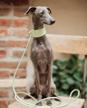 Laisse pour chien vert pastel