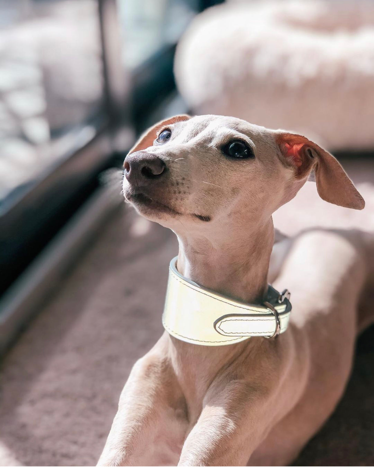 Collier de chien réfléchissant en argent large