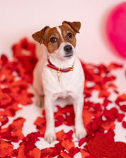 Collier pour chien rouge fin