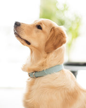 Baby Blue Croco Dog Collar Thin  Collier pour chien mince Baby Blue Croco