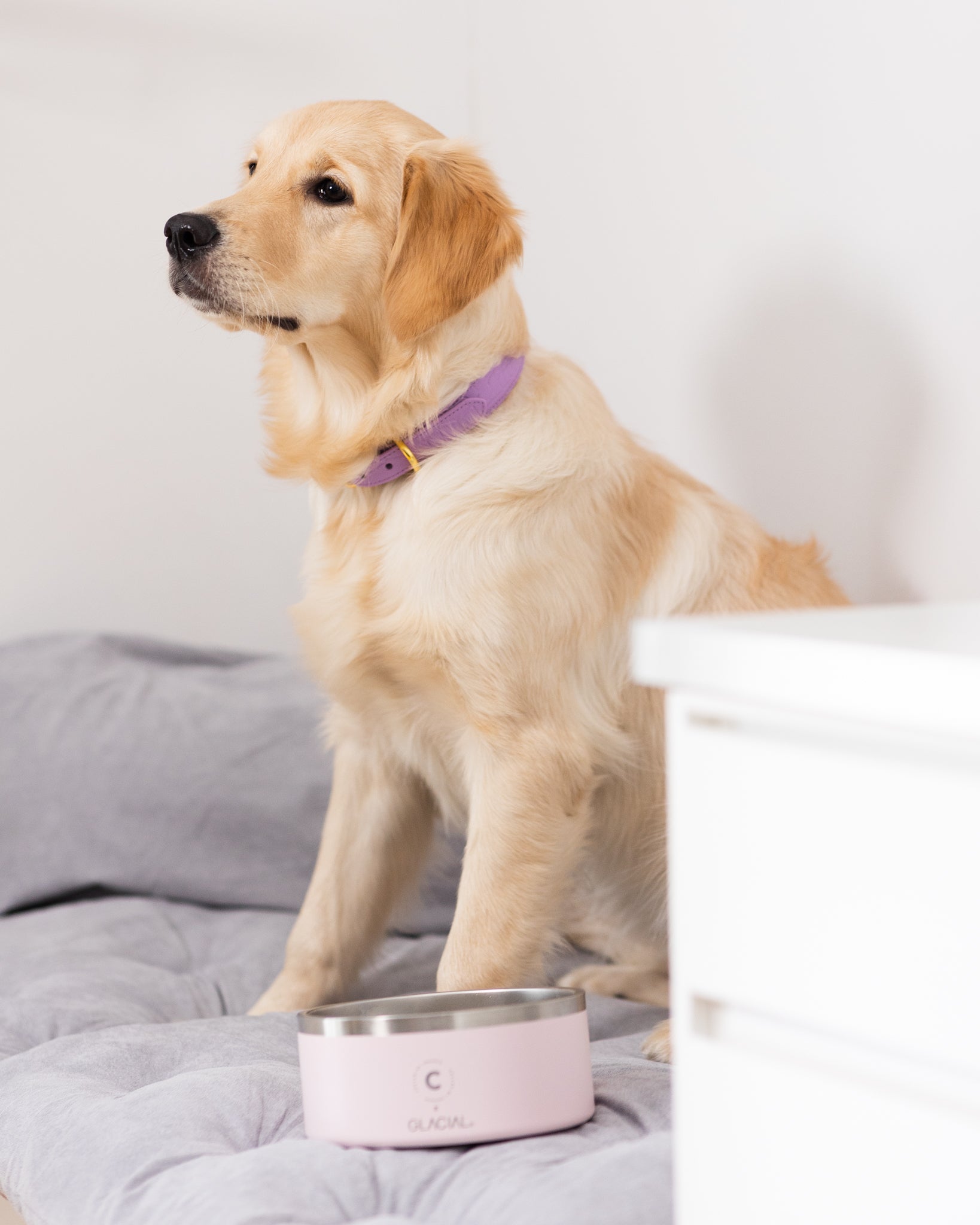 Bol pour chien rose clair