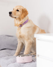Bol pour chien rose clair