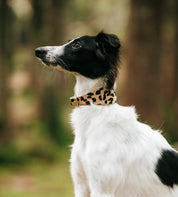 Collier de chien léopard large