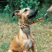 Collier martingale léopard pour chien