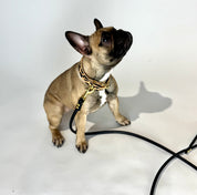 Collier pour chien léopard fin