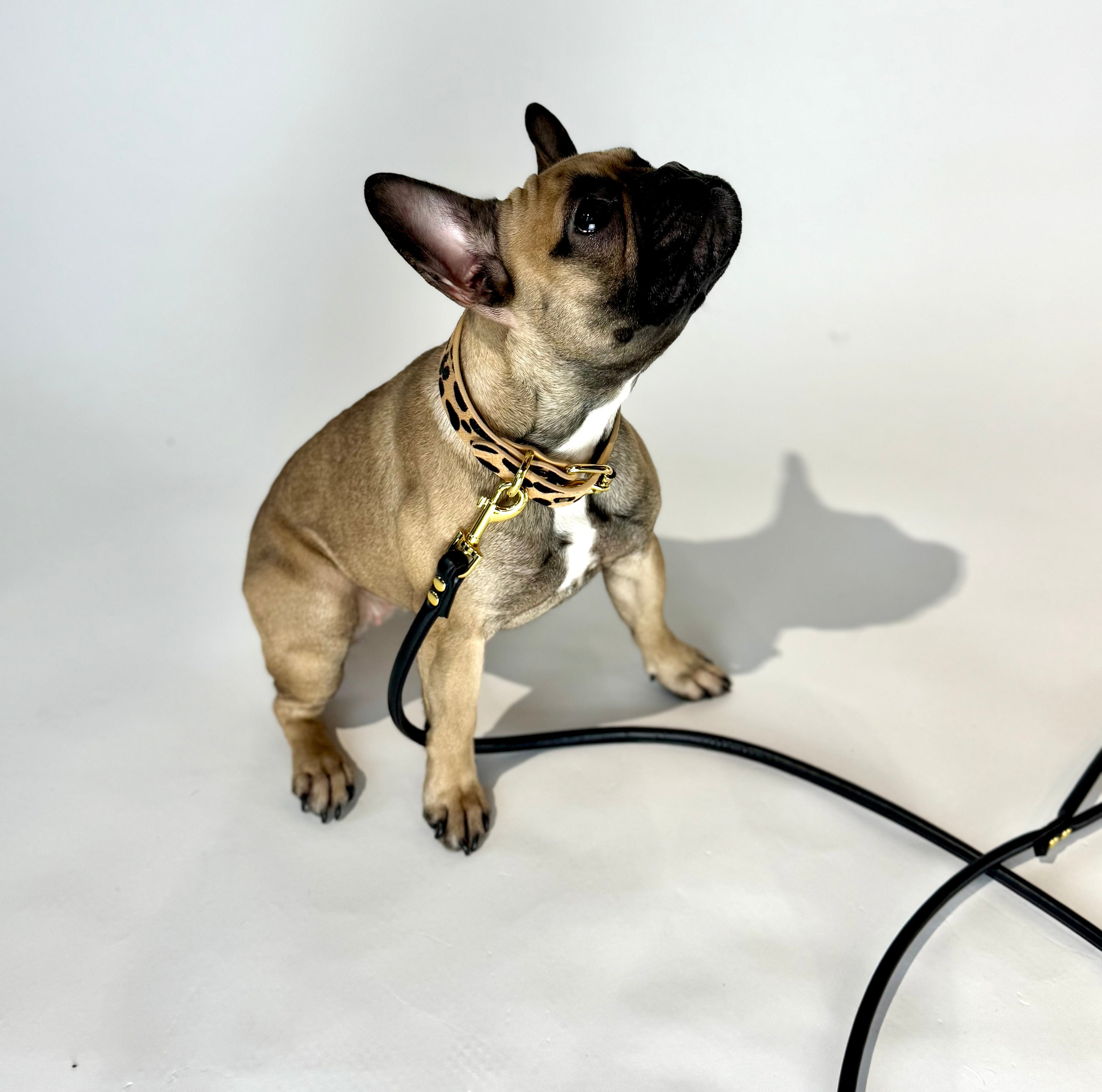 Collier pour chien léopard fin