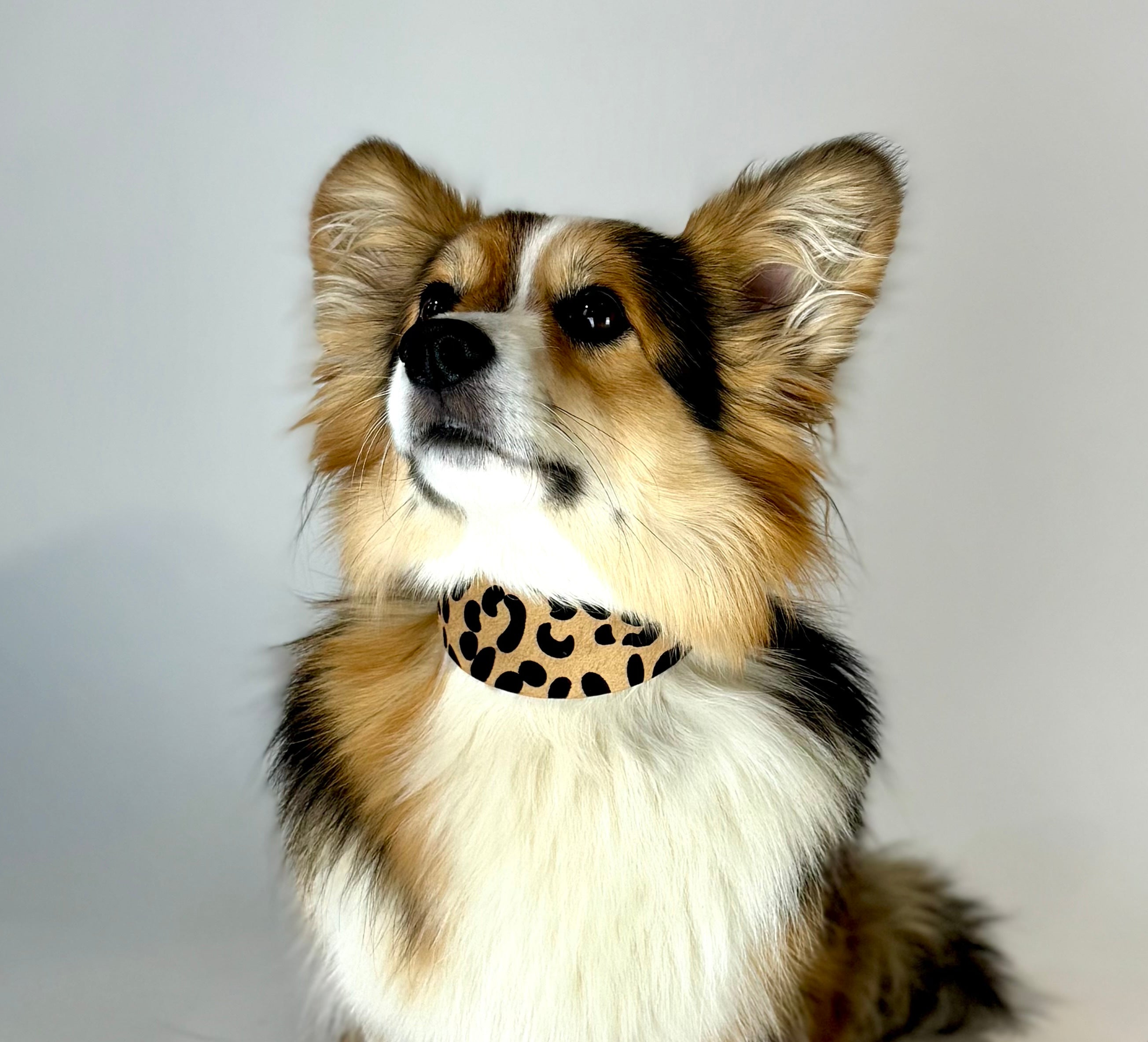 Collier de chien léopard large