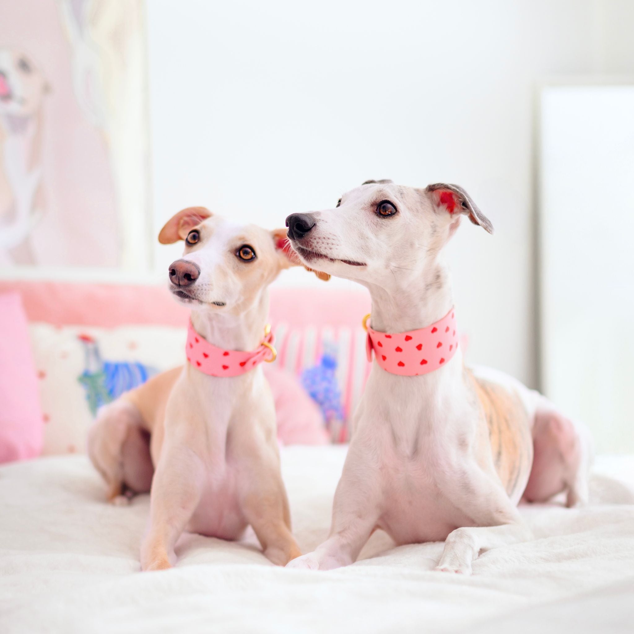 Collier pour chien Love Wide