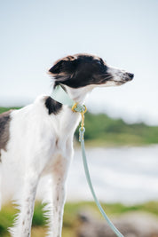 Collier de chien large menthe