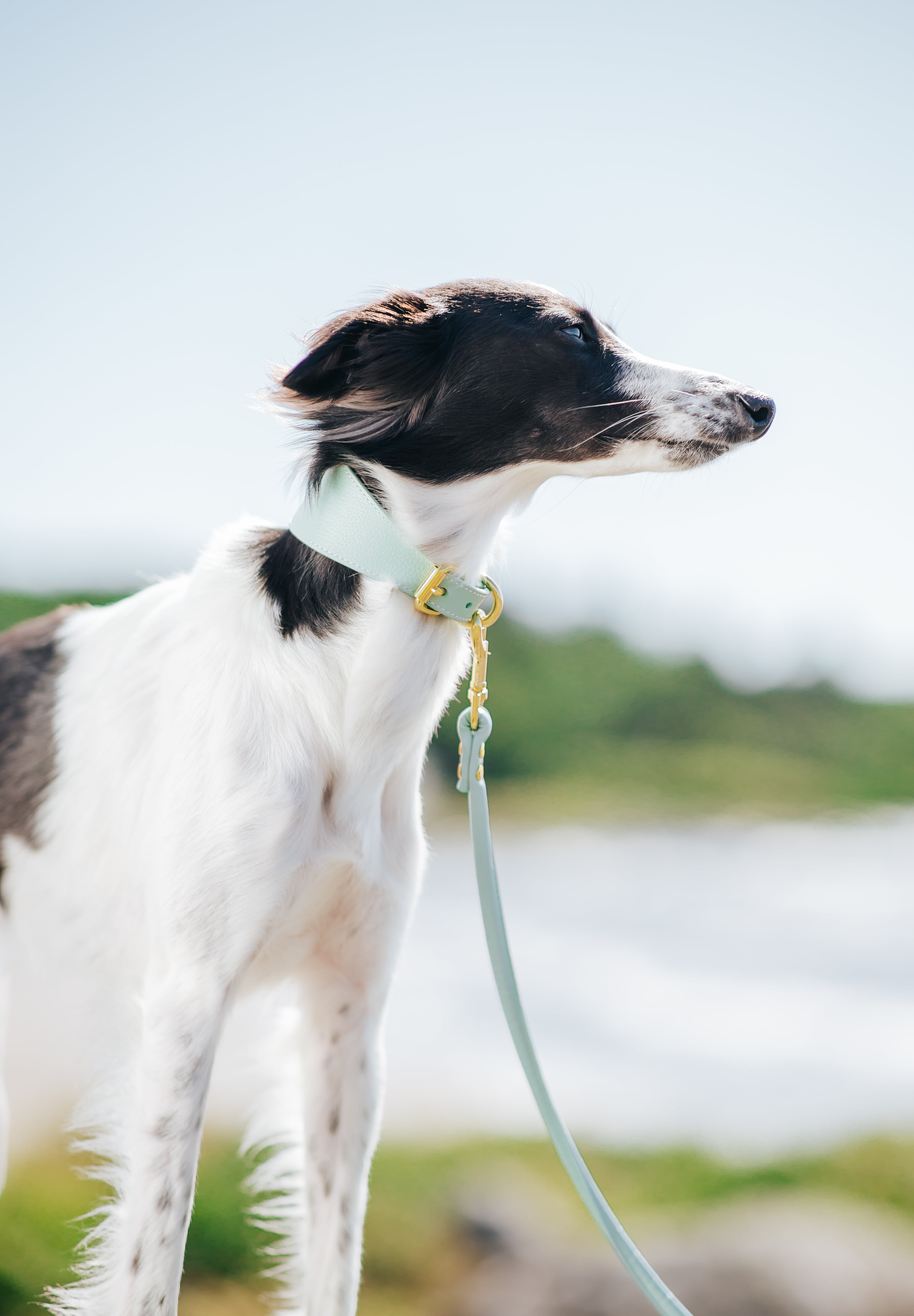 Collier de chien large menthe