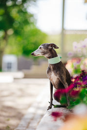Collier de chien large menthe