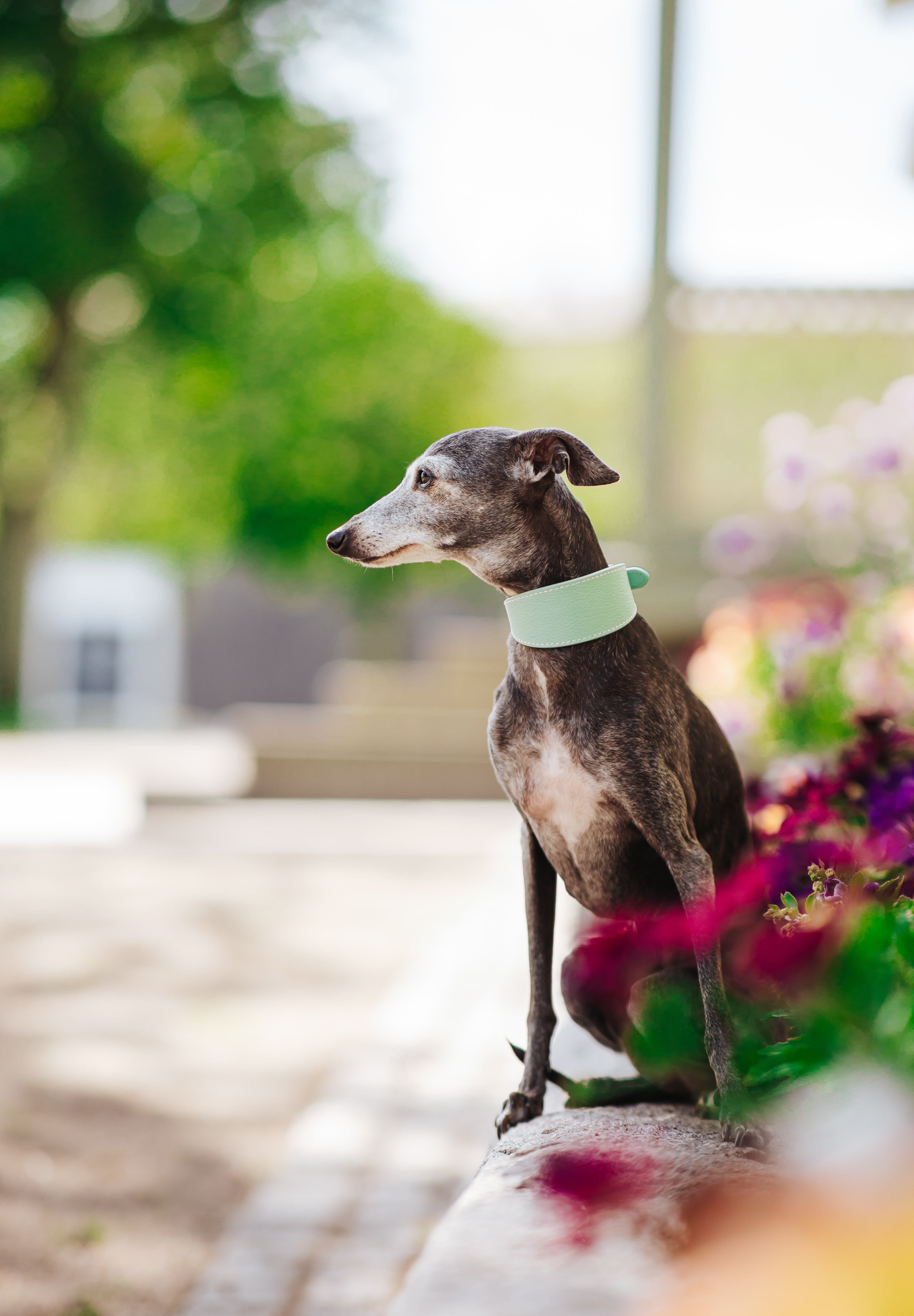 Collier de chien large menthe