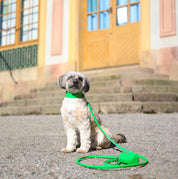 Collier de chien large en croco vert pur