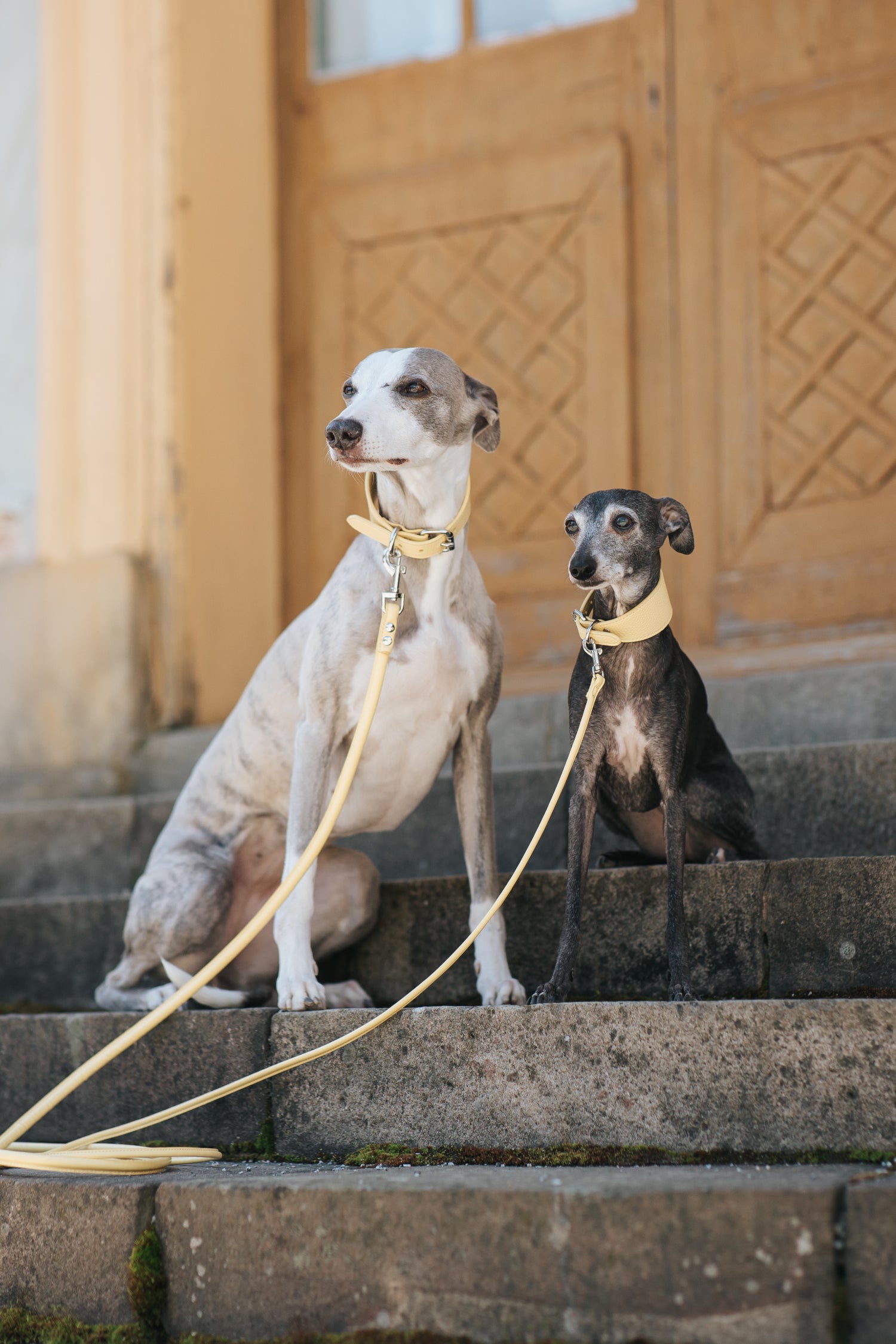 Collier pour chien jaune pastel large