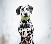 Collier de chien large en croco vert pastel