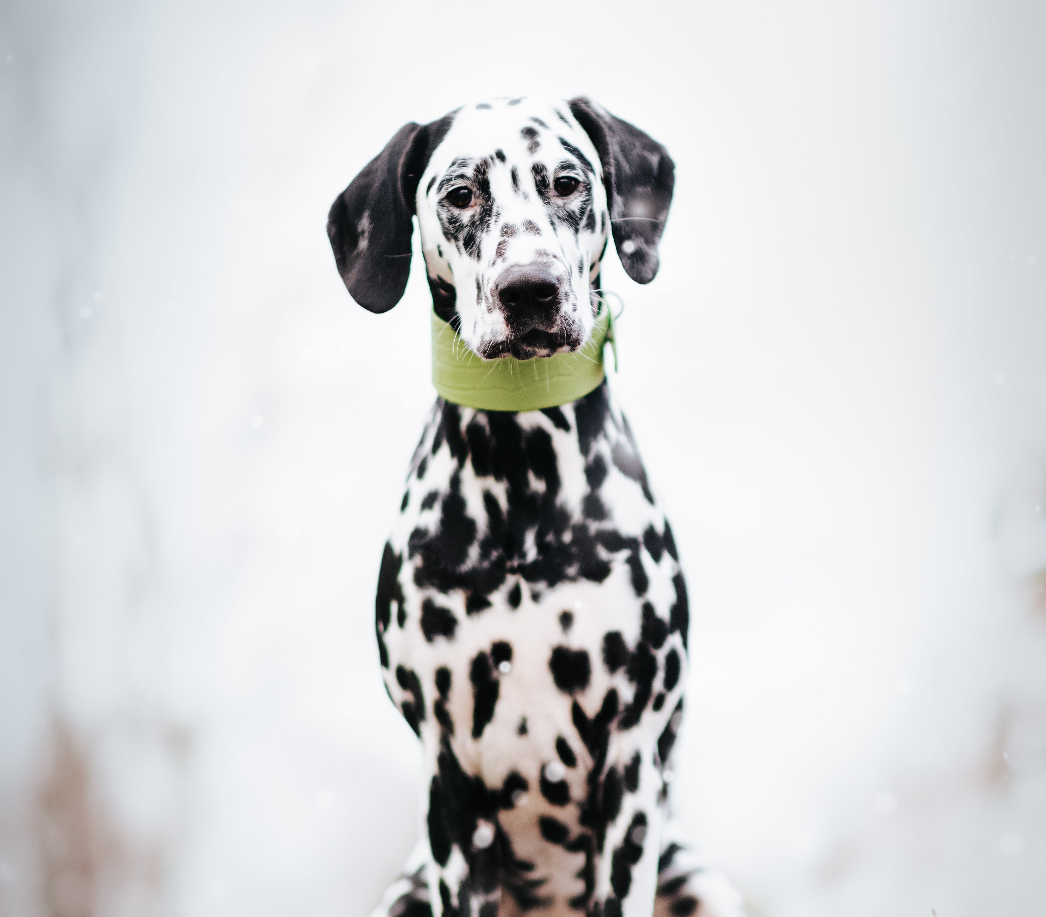 Collier de chien large en croco vert pastel