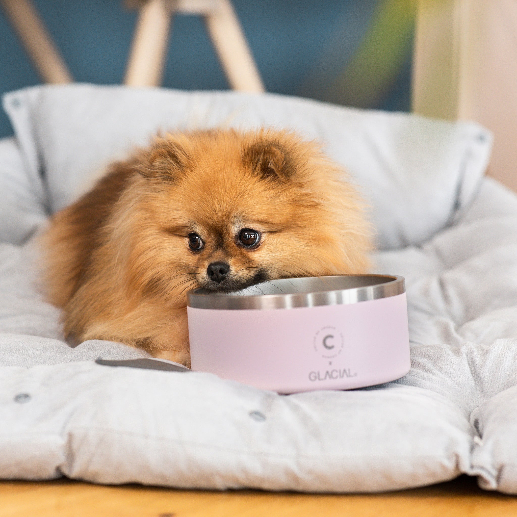 Bol pour chien rose clair