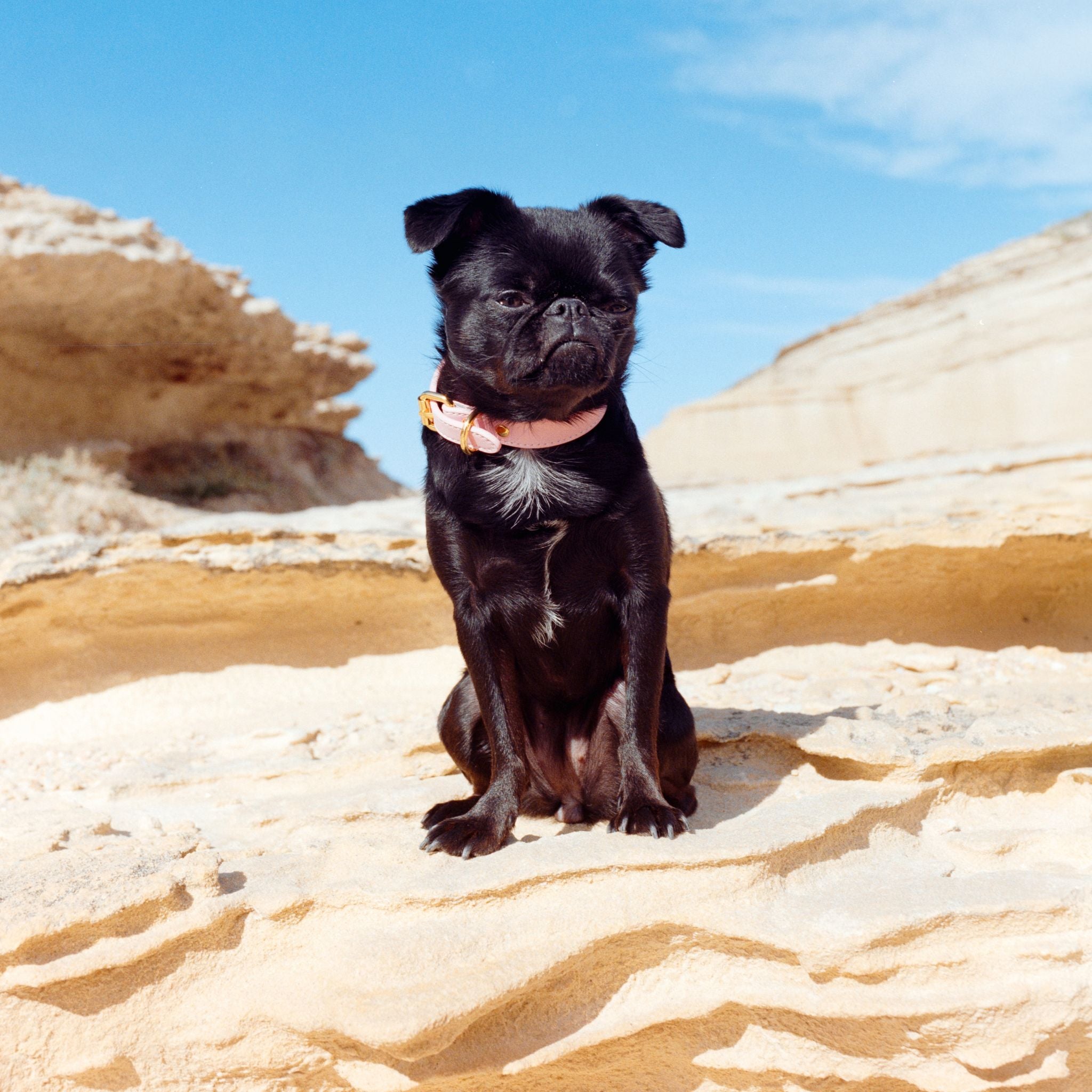 Collier pour chien rose fin