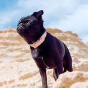 Collier pour chien rose fin