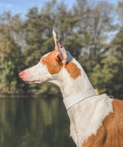 Collier de chien blanc large