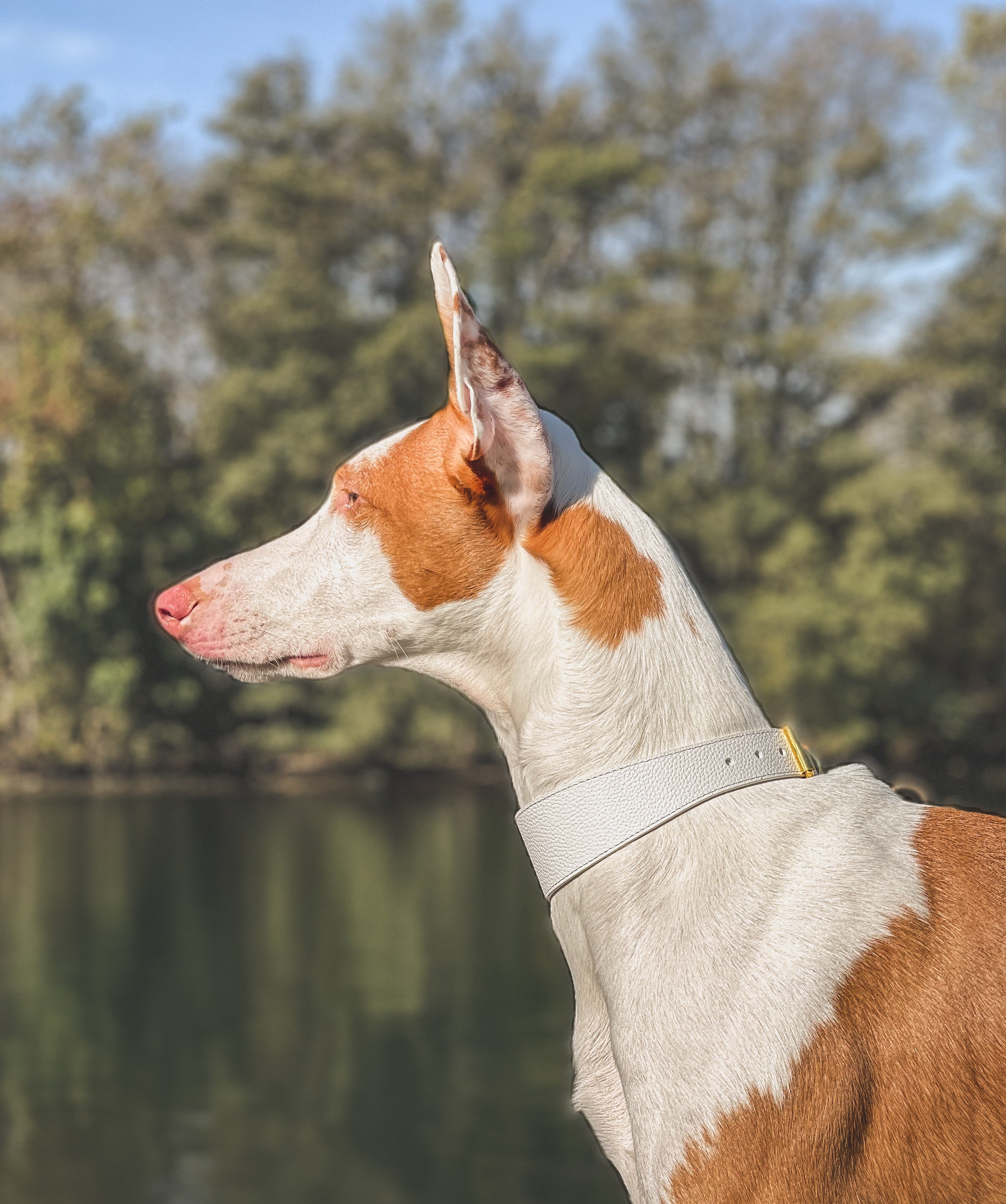 Collier de chien blanc large