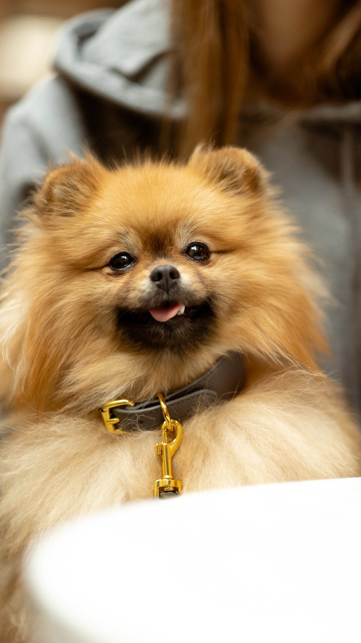 Collier de chien gris foncé mince