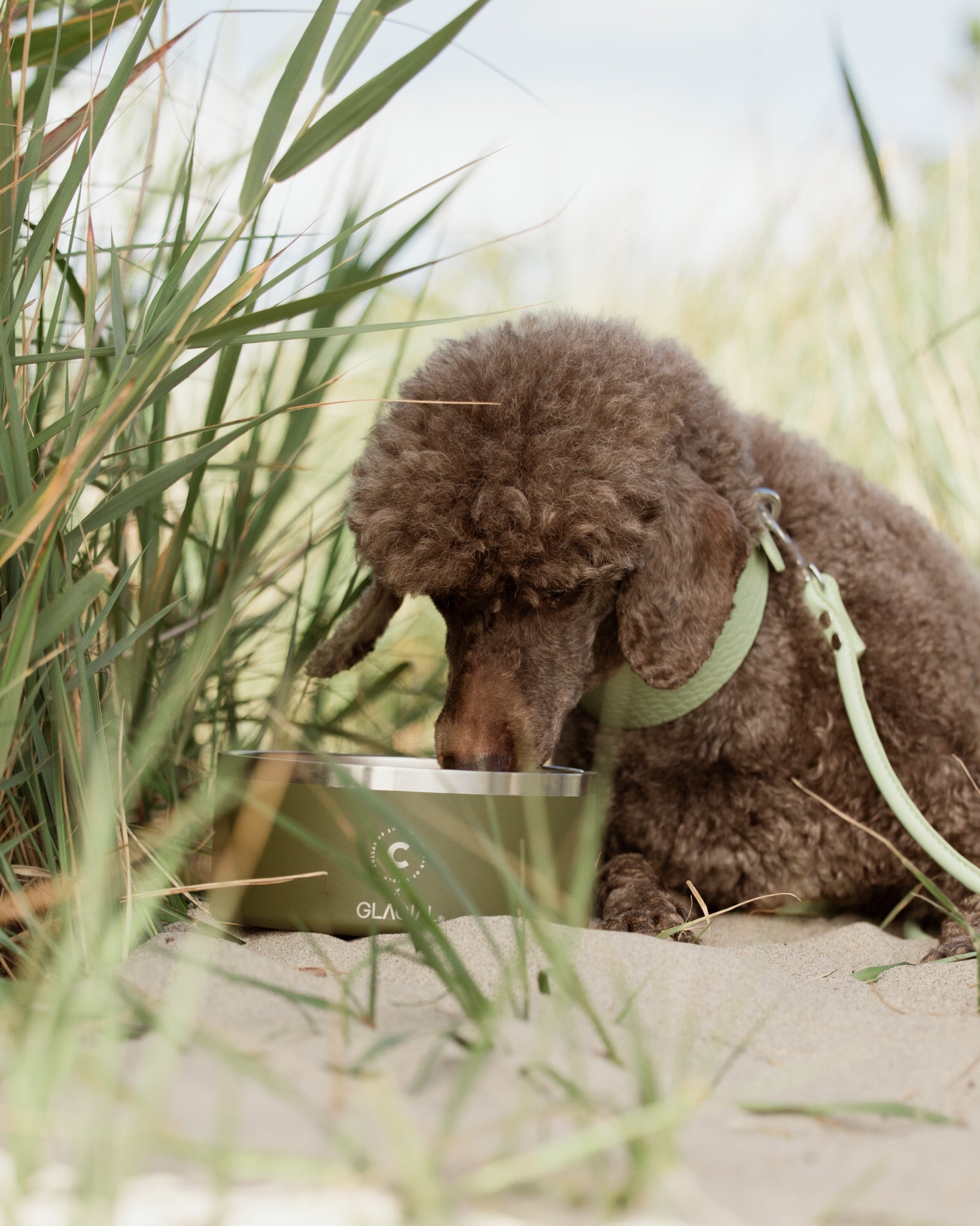 Green Dog Bowl
Bol pour chien vert