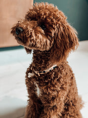 Collier pour chien léopard fin