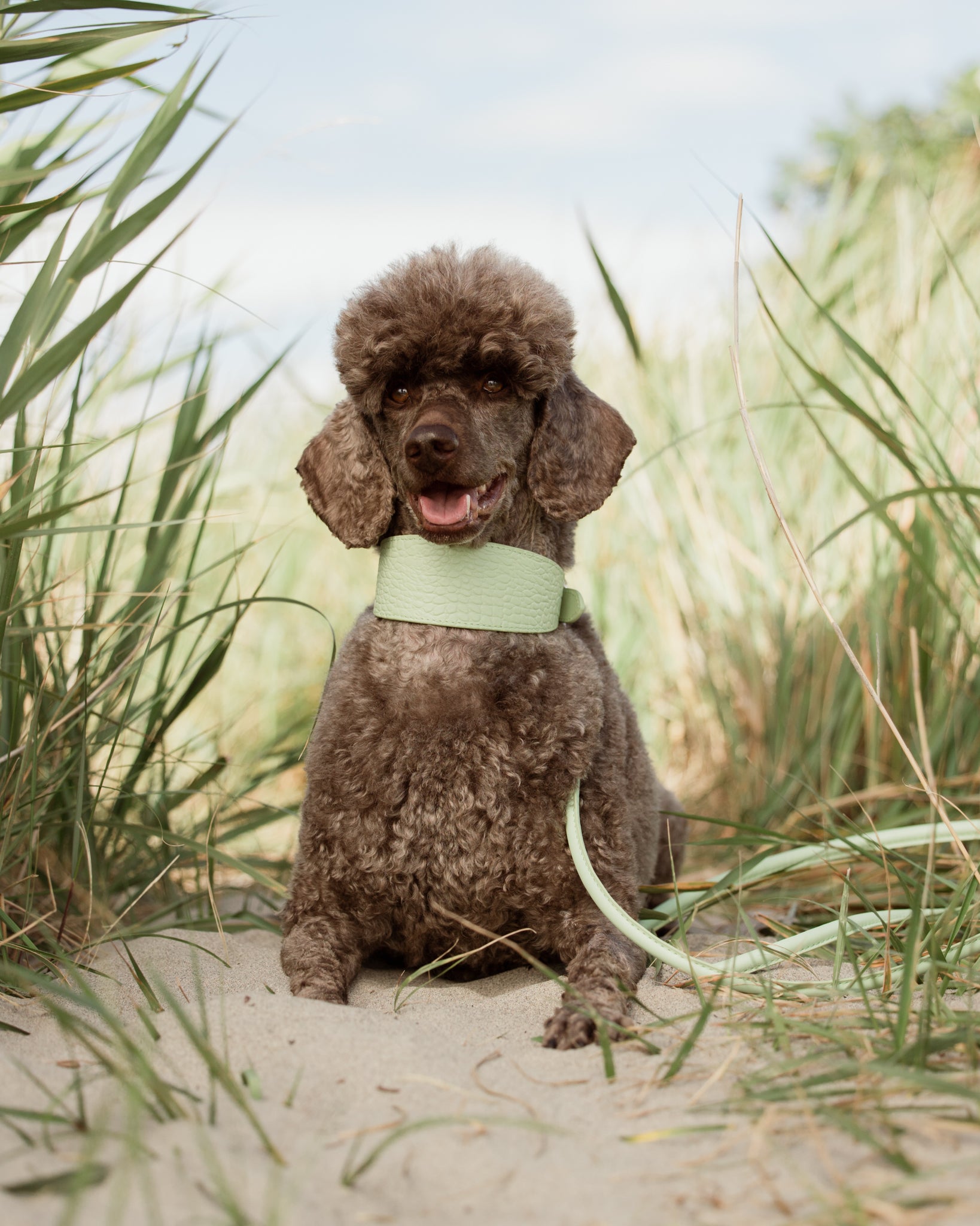Laisse pour chien vert pastel