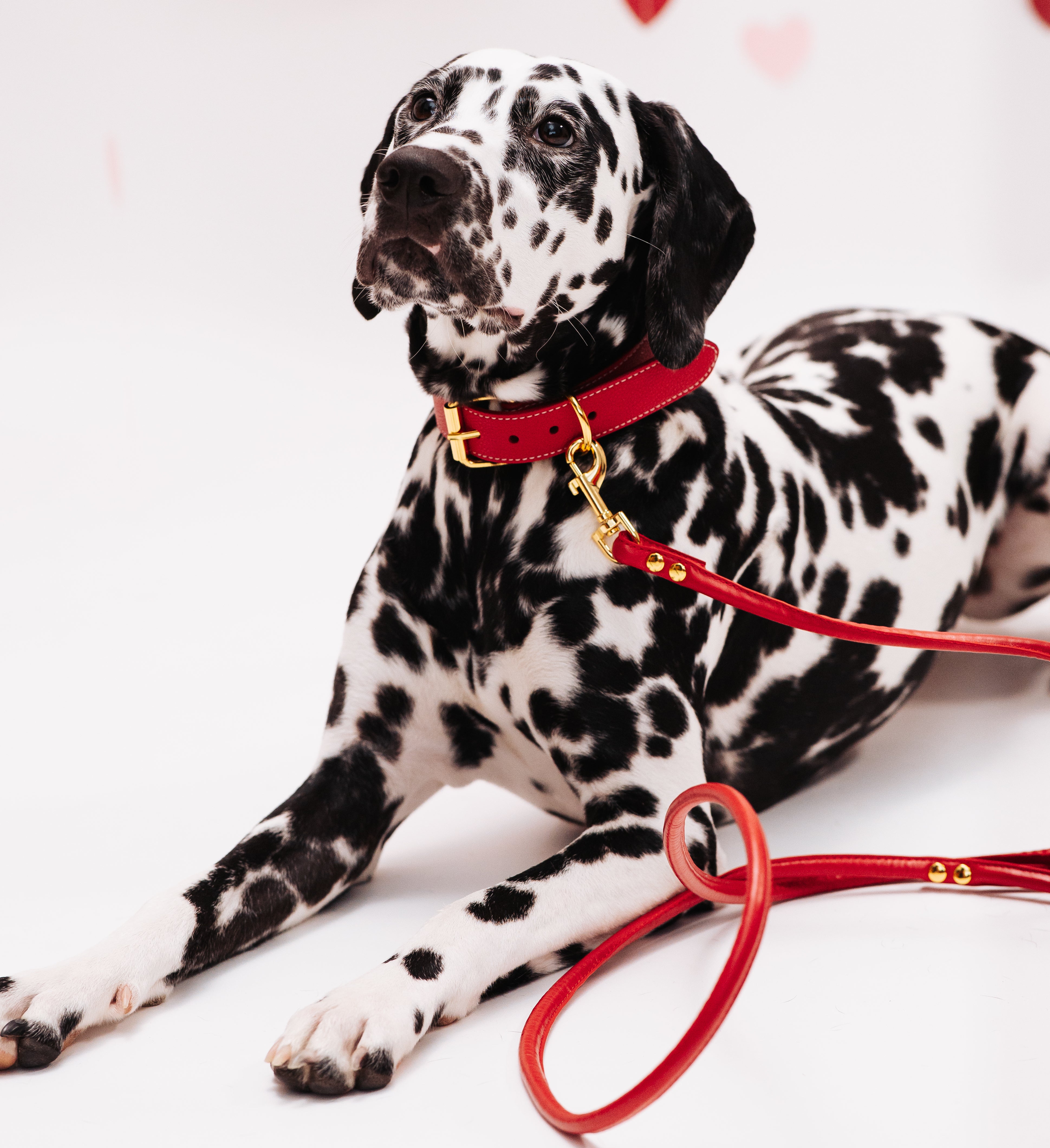 Collier de chien rouge large