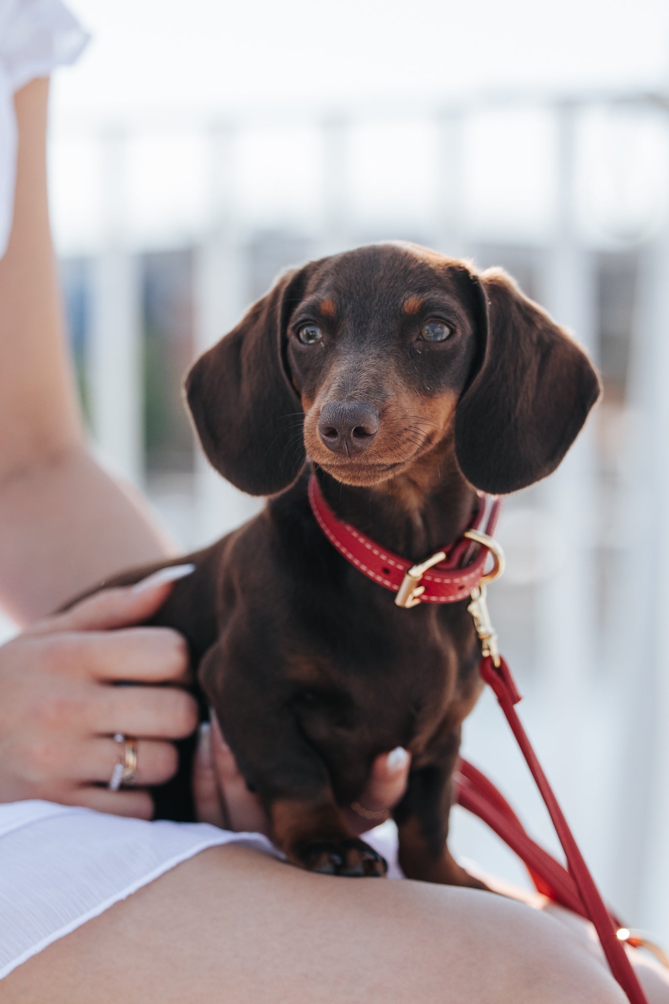 Laisse Rouge pour Chien