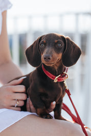 Laisse Rouge pour Chien