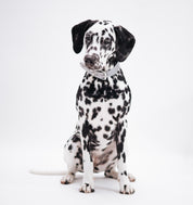 Collier de chien réfléchissant en argent large
