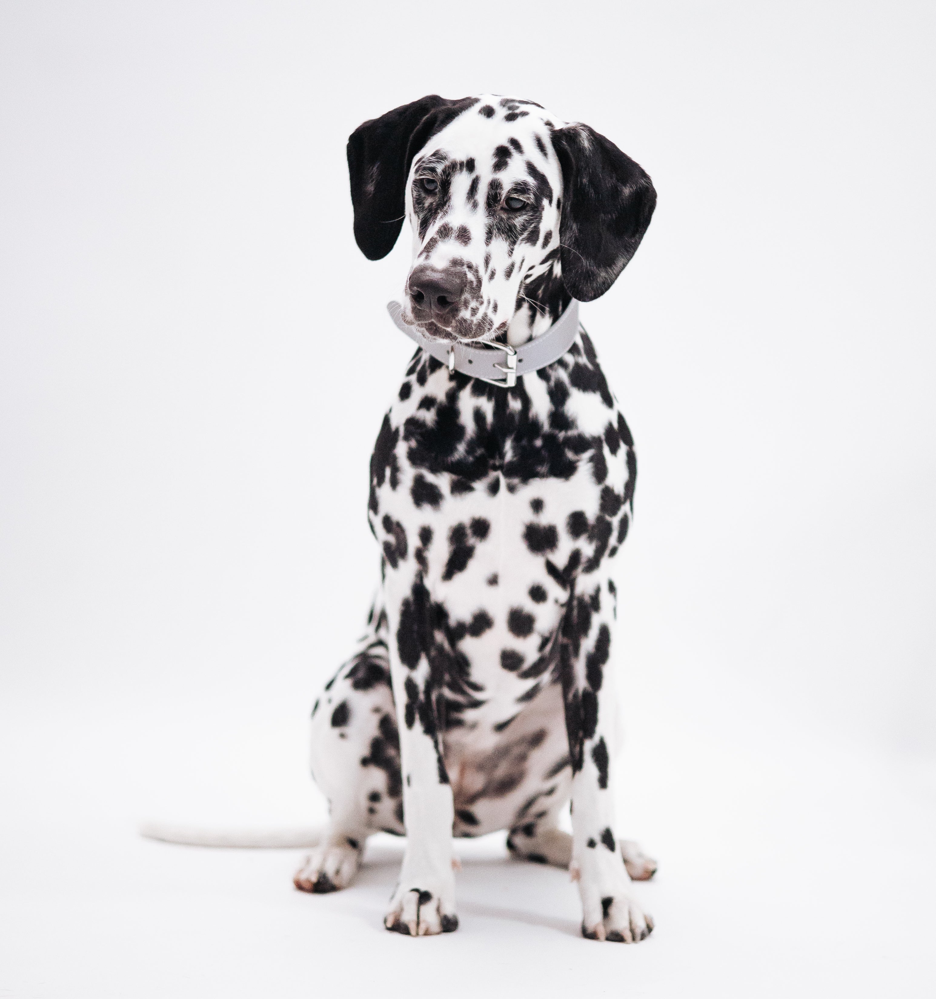 Collier de chien réfléchissant en argent large