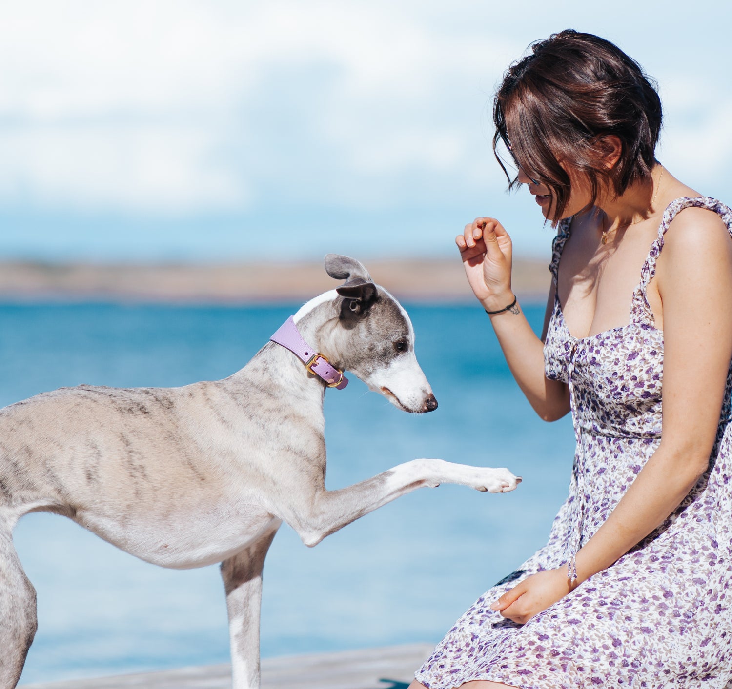 Collier pour chien violet large